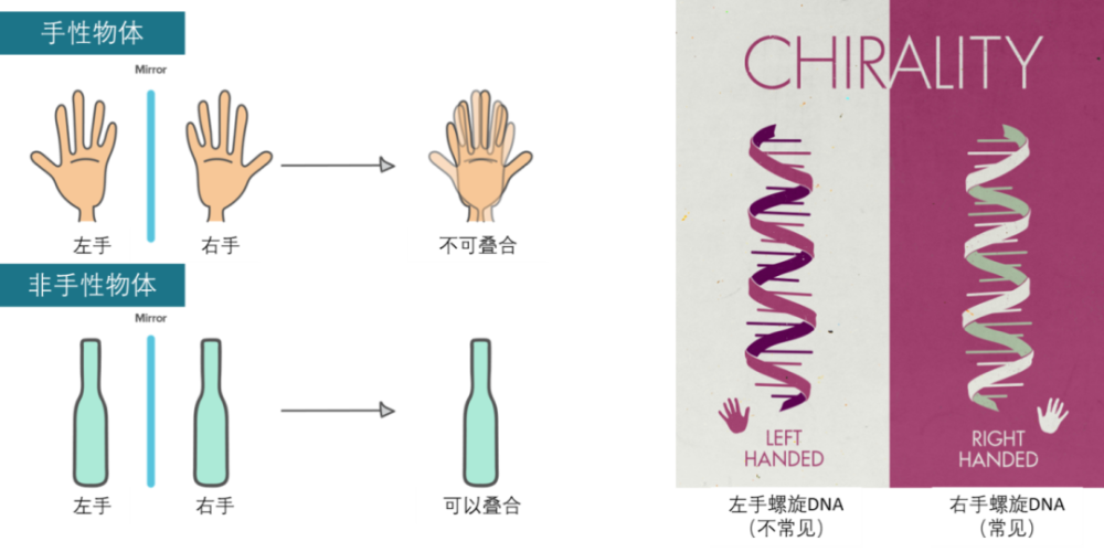 人体器官为什么左右不对称细胞手性也许能够回答