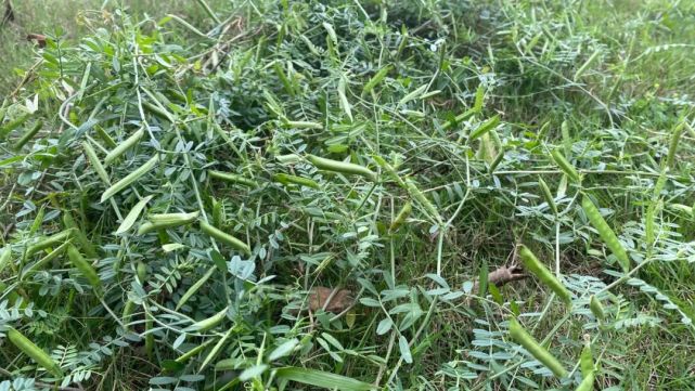 也摘—把迷迷响曾和小伙伴在山坡上扯猪草儿时遥远而亲切的记忆你还吹