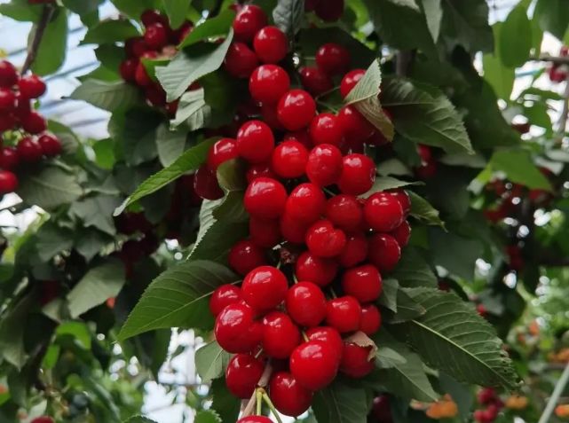 【临朐名产·樱桃】临朐4.5万亩大棚樱桃"梳妆待嫁" 欢迎您来选购