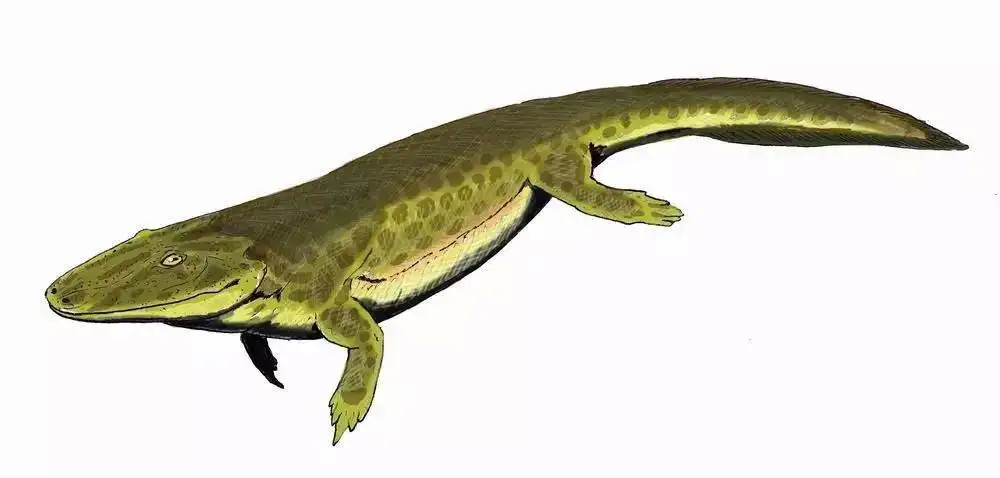 已经灭绝的古代两栖动物鱼石螈,以及和它同类的现代近亲生物_腾讯新闻