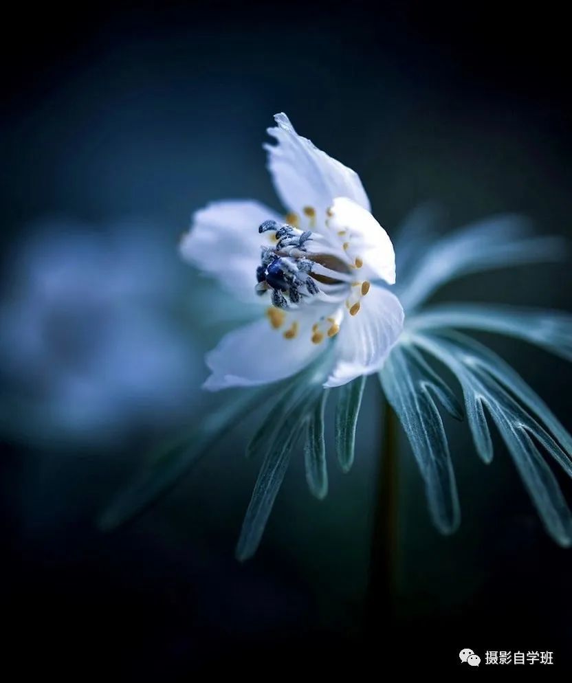 想拍美花朵照片?这7个技巧帮你花朵照片美起来_腾讯新闻