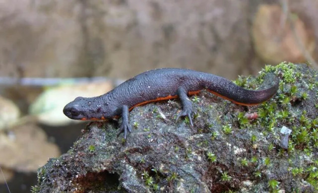 已经灭绝的古代两栖动物鱼石螈,以及和它同类的现代近亲生物