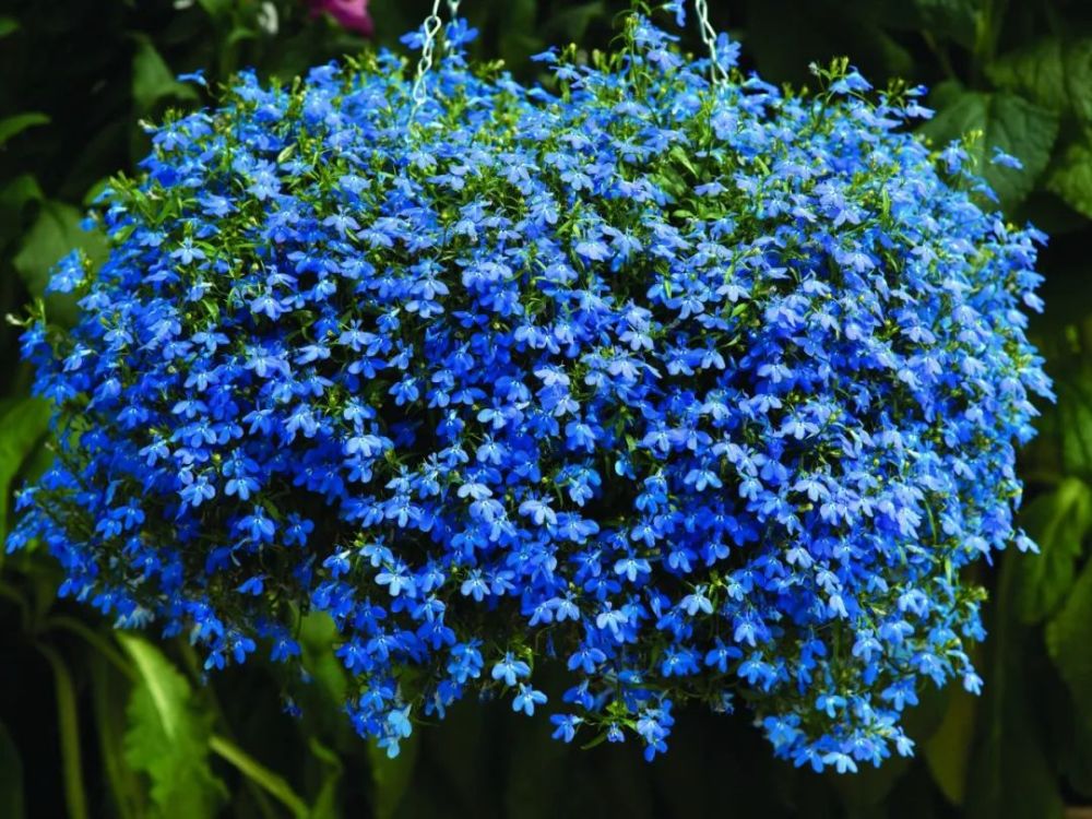 7种极难度夏的开花植物 高温之前都在开花 它们值得养么 腾讯新闻