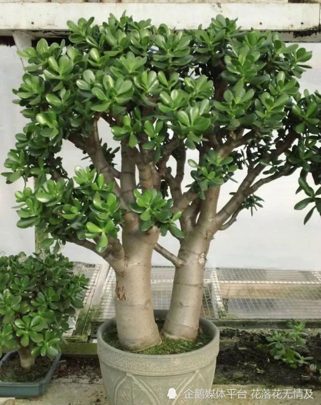 玉树修剪"3个重点",养成百年大老树,全靠这一剪,越剪越值钱_腾讯新闻