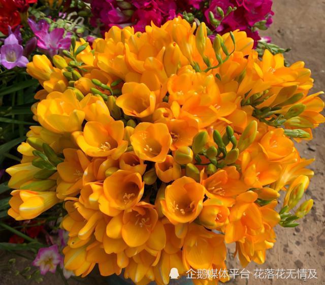 6种 女人花 能吃又好闻 采花泡茶养容颜 女人养花 花养美女 腾讯新闻