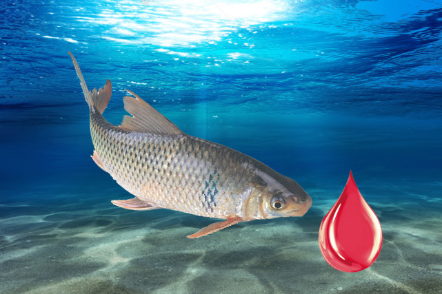 春季钓土鲮鱼的秘诀,熟练掌握这5个要诀,土鲮鱼钓到鱼护装不下