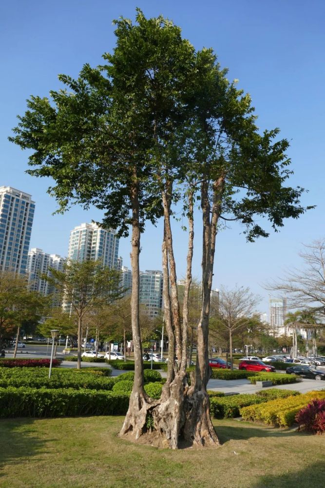 树木史诗红花天料木丨花颜鸟语