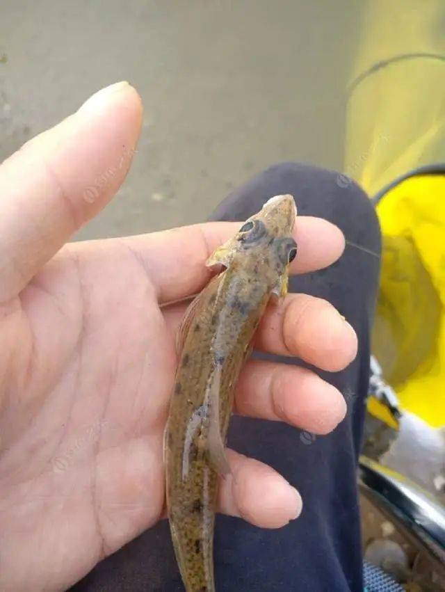 春季野钓蛇鮈攻略个头虽小但特别美味市场几十一斤