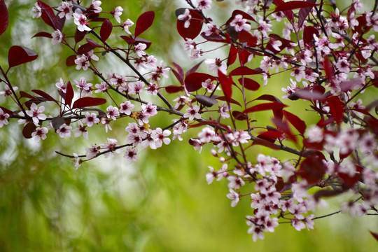 阳春三月,墙根的那几棵紫叶李,吐出了一片片叶子,绿中透点红,泛紫色.