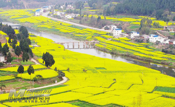 阵阵花香醉人心扉…近日,在三台县建平镇四季村"天府菜油"示范基地