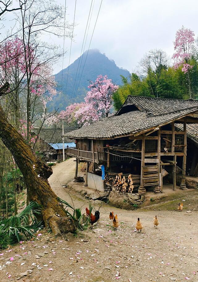 花开绵阳深山小院辛夷开是世外桃源没错了