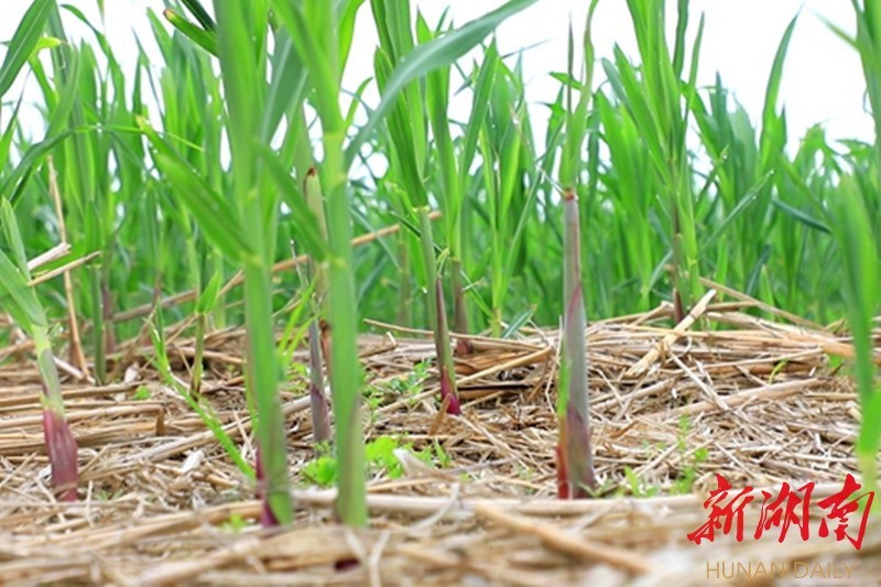 放眼望去,一株株芦苇笋挺拔肥嫩,青翠喜人.安乡2.