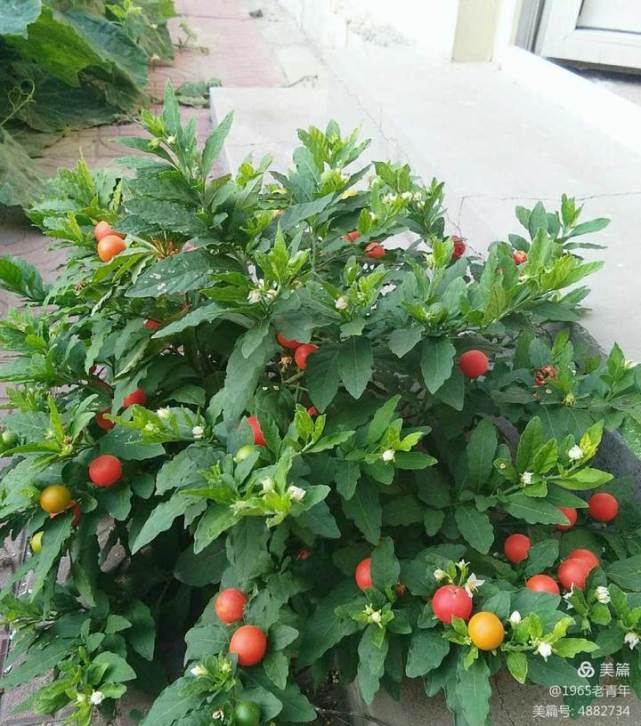 青未了山红豆儿