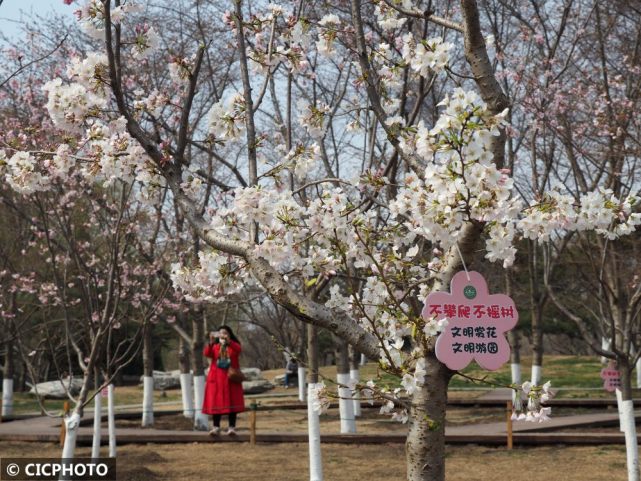 北京:玉淵潭公園櫻花進入盛開季