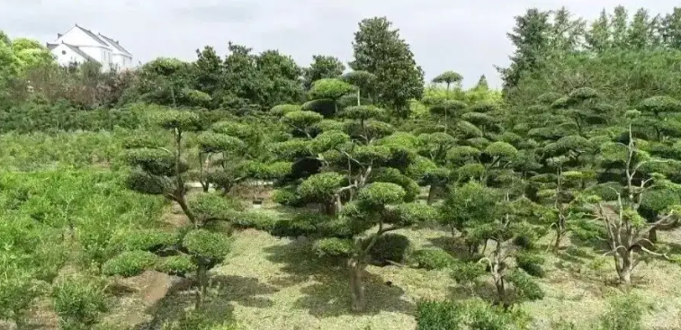 但是萬萬沒有想到的是:合東村的造型力量強,手藝好,技術高.