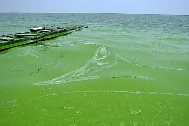 小球藻购买_诗洛祺蛋白核小球藻的价格_小球藻养殖