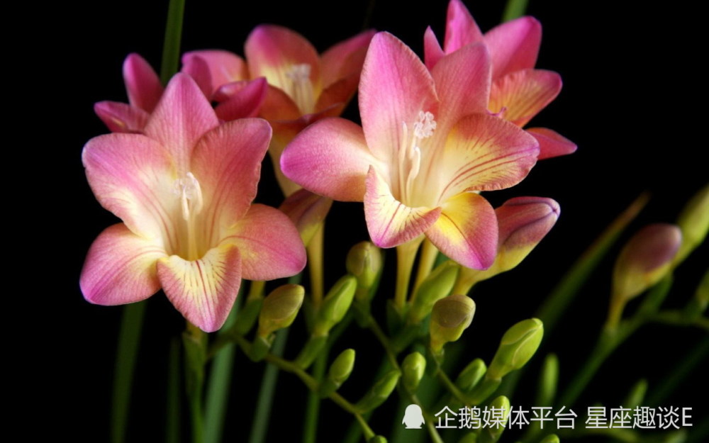 3月25日星座運勢 不卑不亢 明察秋毫的四大星座 天天看點