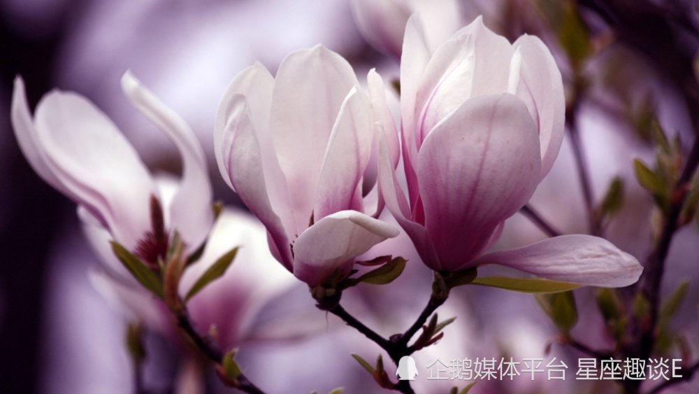 3月25日 29日爱情运势 配合默契 同舟共济的四大星座 天天看点