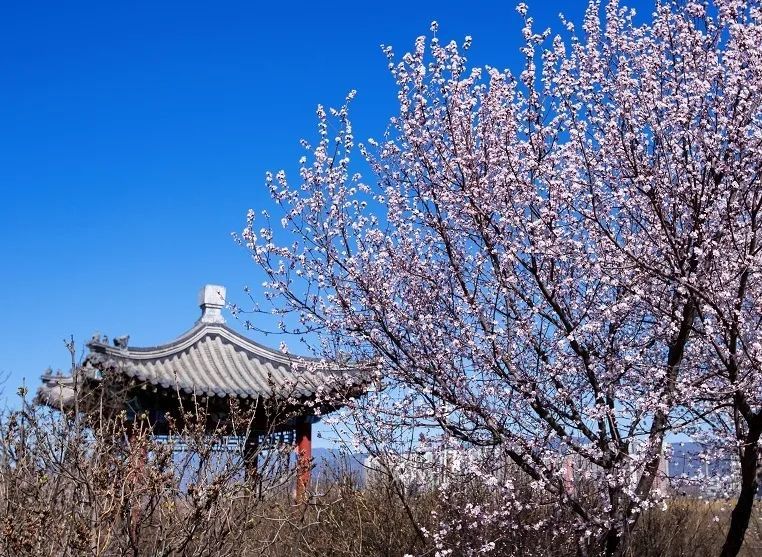 北京春天赏花攻略(北京春季赏花的地方有哪些)