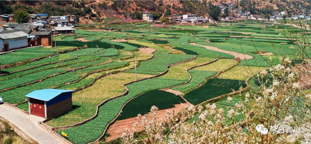 行攝賓川桃紅柳綠平川河