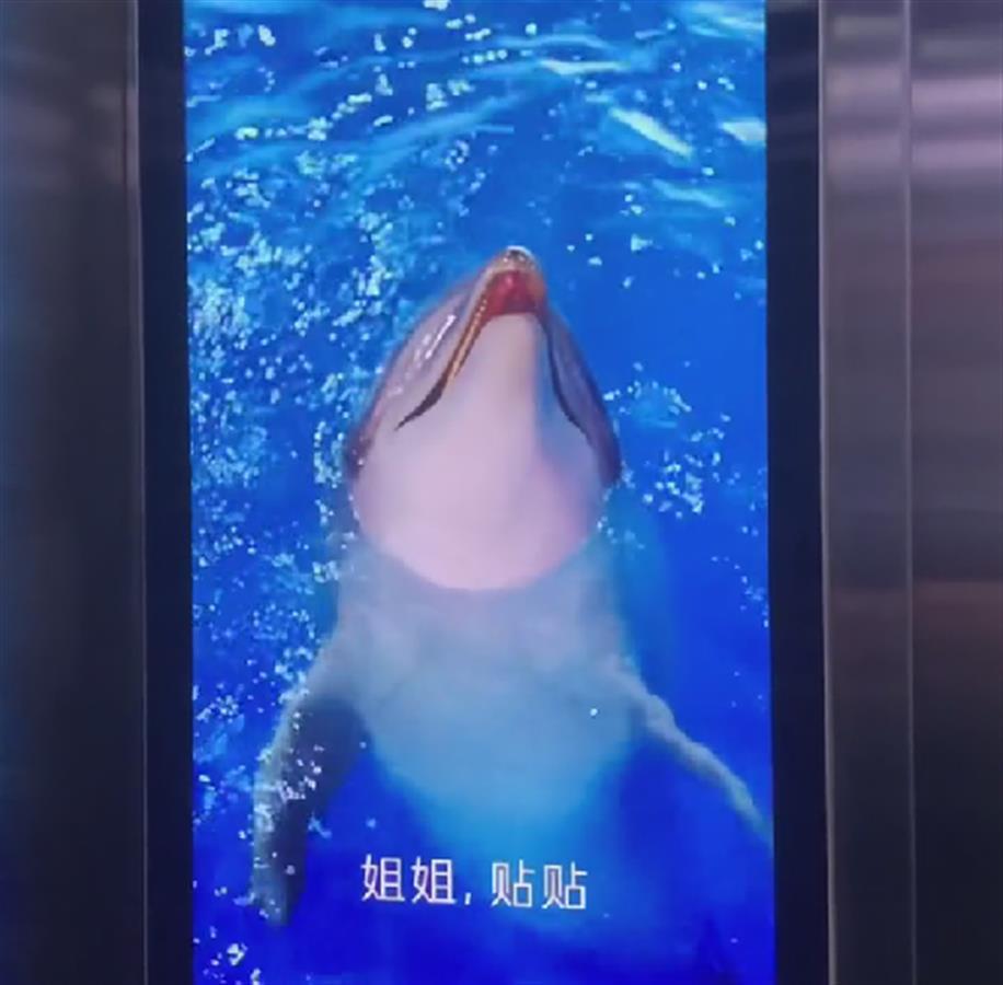 膜法世家面膜排行榜_被指借用动物营销惹争议,膜法世家致歉!将撤掉仿生面膜电梯广告