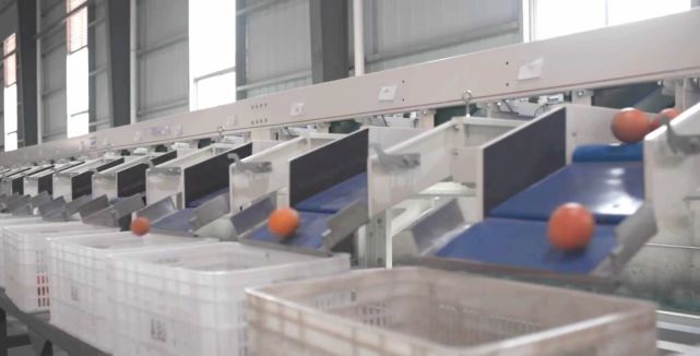 赣南脐橙网图片5