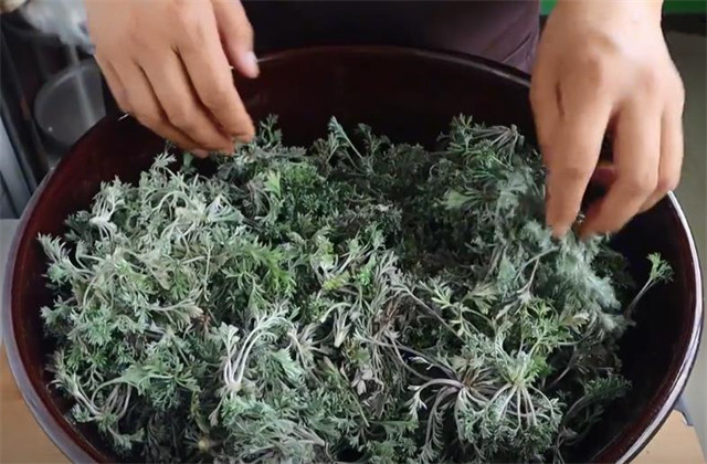 正月茵陈二月蒿三月四月当柴烧春天野菜白蒿最好吃的做法