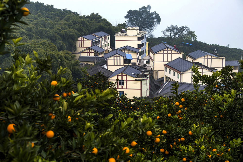 在回乡实地考察调研时,汪雩凤发现重庆市柑橘产量位居全国前列.