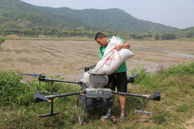 德庆县播植用无人机播种600亩水田