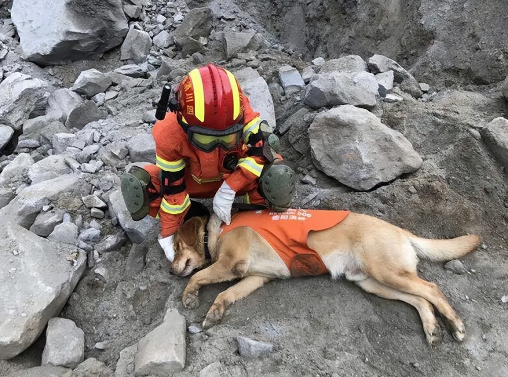 明明有生命探測儀為何搜救犬仍必不可少