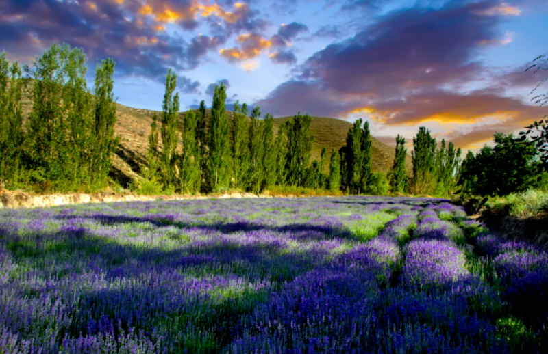 走!我们"逛"花田_腾讯新闻