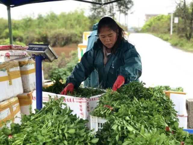 【鄉村振興】石家鄉:西洋菜割又長,致富道路寬又廣