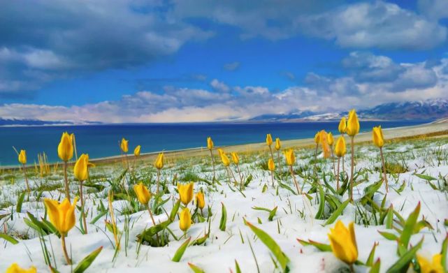 赛里木湖的春藏在冬的余韵里
