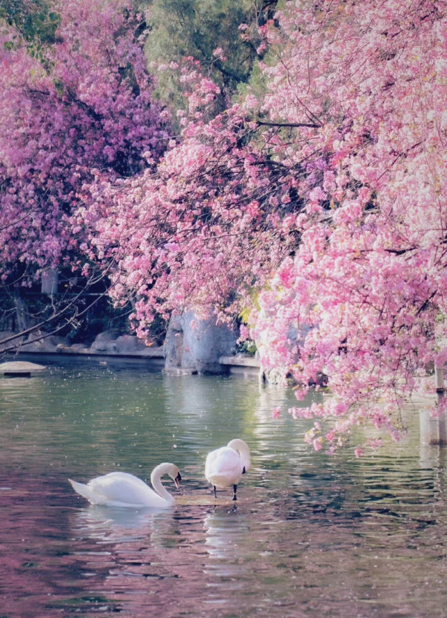 凝恨对残晖,忆君君不知.桃花春水渌,水上鸳鸯浴.