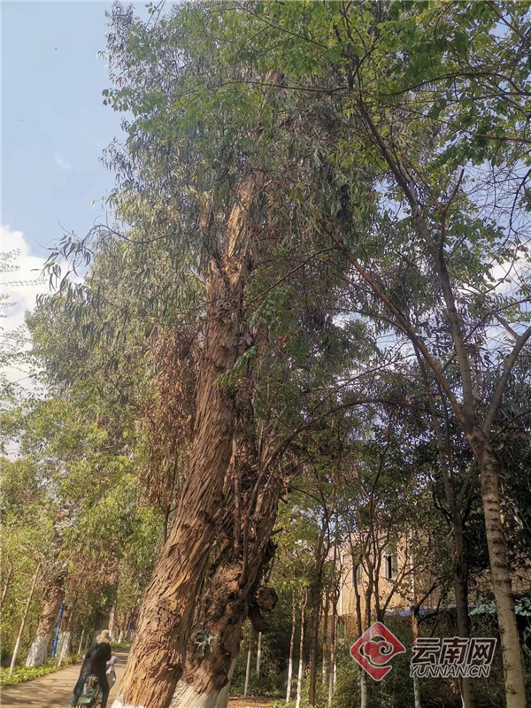 昆明:金碧路鸡鸣桥的"杨草果树"