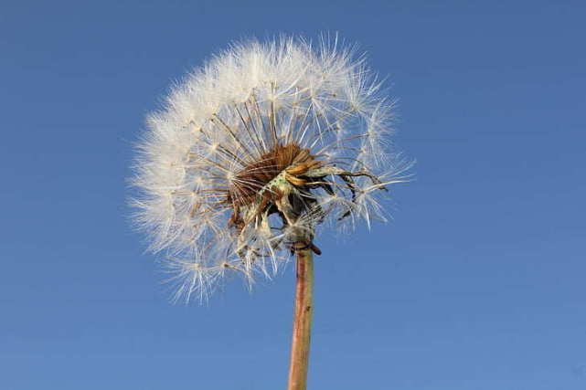 【夜读】蒲公英的旅行|麒麟区六中 耿艺萌