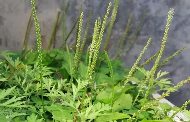 漫卷诗书欢快地采集芣苢