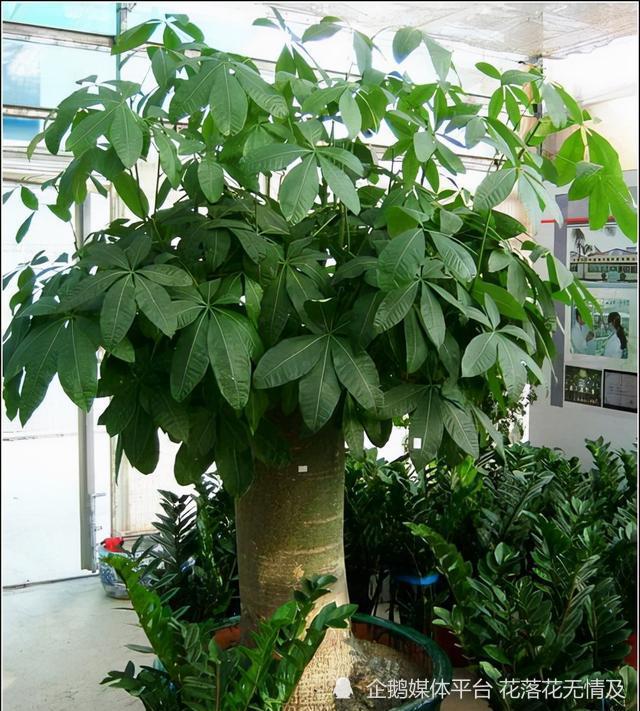 真正的招财树(真正的招财树图片女人头像正脸) - 123植物网