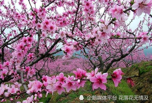 一年12月 每月都有 花神 在 你几月出生 别错过你的幸运花 腾讯新闻