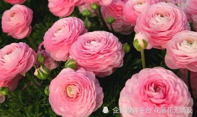 2块钱的 烂草根 种出一堆 花牡丹 雍容华丽 比月季好看 腾讯新闻