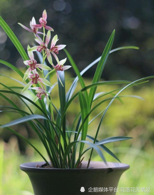 一年12月 每月都有 花神 在 你几月出生 别错过你的幸运花 腾讯新闻