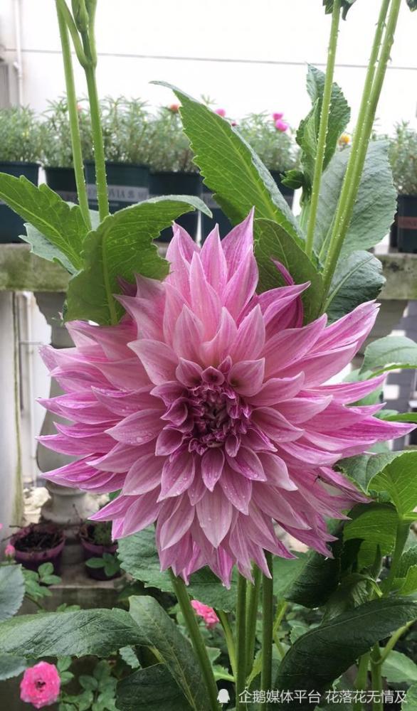 8种花都有 烂名字 大多人不敢养 被名字耽误了一生的花 腾讯新闻