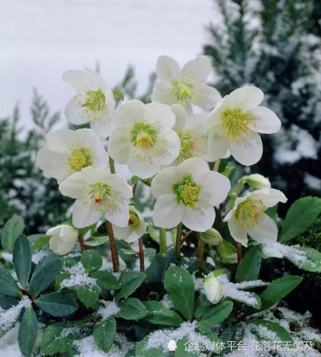 8种花都有 烂名字 大多人不敢养 被名字耽误了一生的花 腾讯新闻