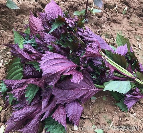路边的9种野菜,比青菜还好吃,解腻养人对身体好,回乡下别错过