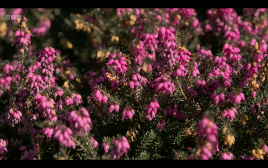 冬季也漂亮的花园如何打造 腾讯新闻