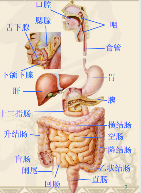 舌下腺解剖图谱图片