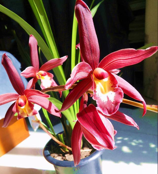 阳台养盆香罐子兰花开花香满屋花苞拳头大遇见别手软