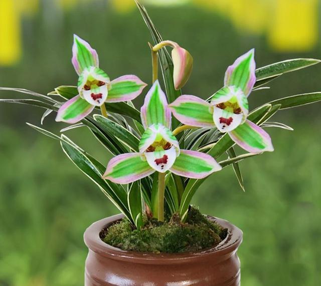 何须大,香花不在多",双色荷的香气清新淡雅,比普通兰花的香气好闻10倍