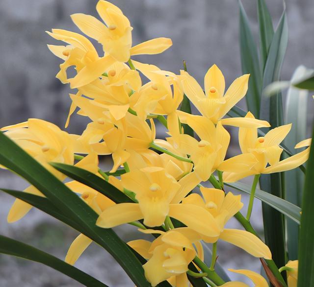 黄金小神童开花时香味雅致,从花苞初开就有香味飘出,等到整个花苞全部