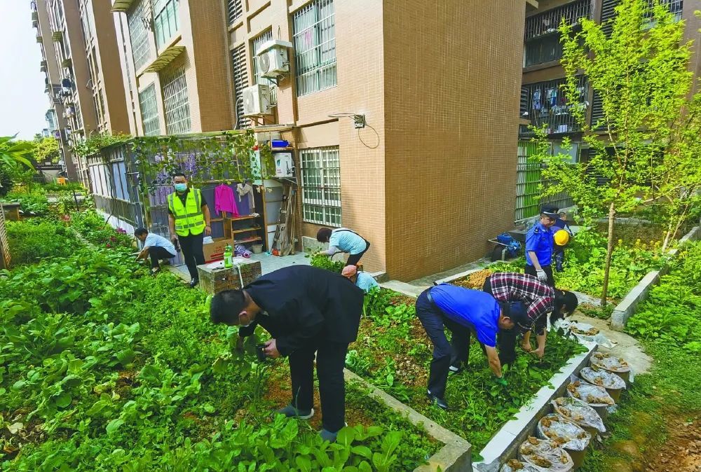 南充常春藤大院業主私自在綠化帶上開墾出的菜園子被清理啦